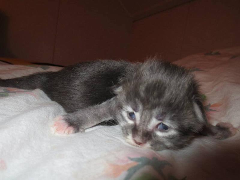 hanin a tytto 1 vko.jpg